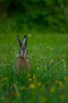 _IMG5071 copy.jpg